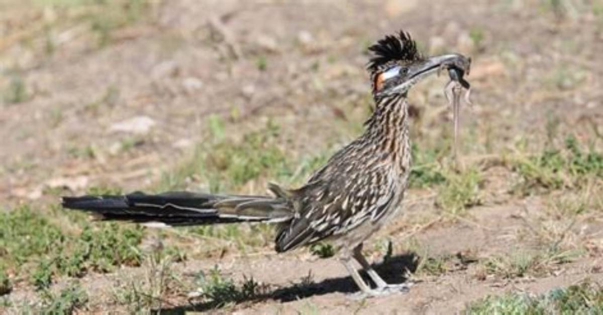 Do Roadrunners Attack Humans?