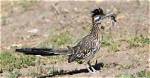 Do Roadrunners Attack Humans?