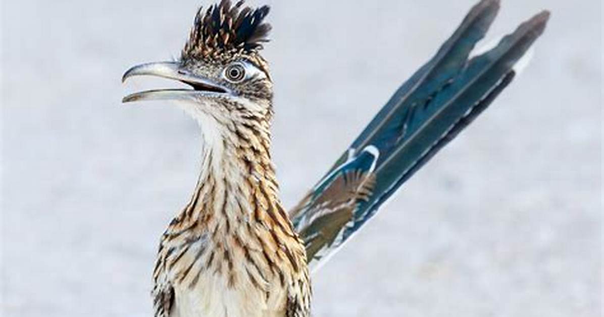 Do Roadrunners Fly