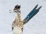 Do Roadrunners Fly