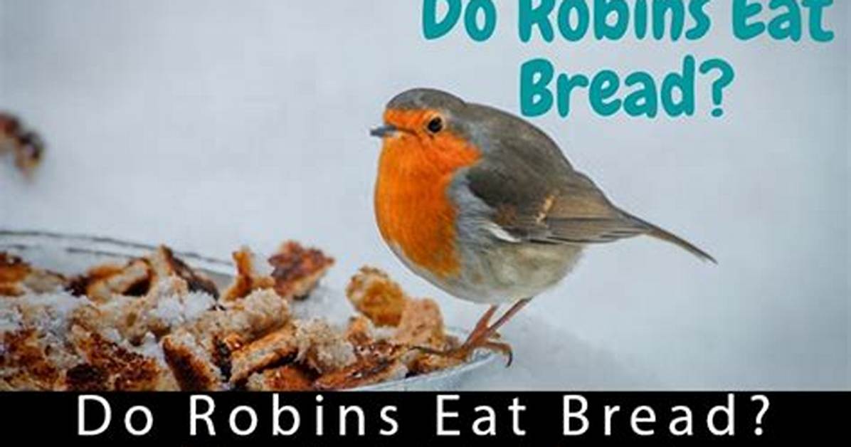 Do Robins Eat Bread