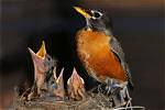 Do Robins Like Humans?