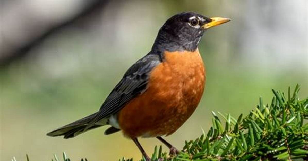 Do Robins Migrate