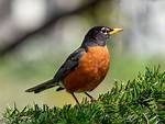 Do Robins Migrate