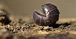 Do Rolly Pollies Sleep?