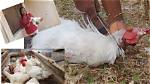 Do Roosters Get Slaughtered?