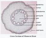 Do Roots Have Pith