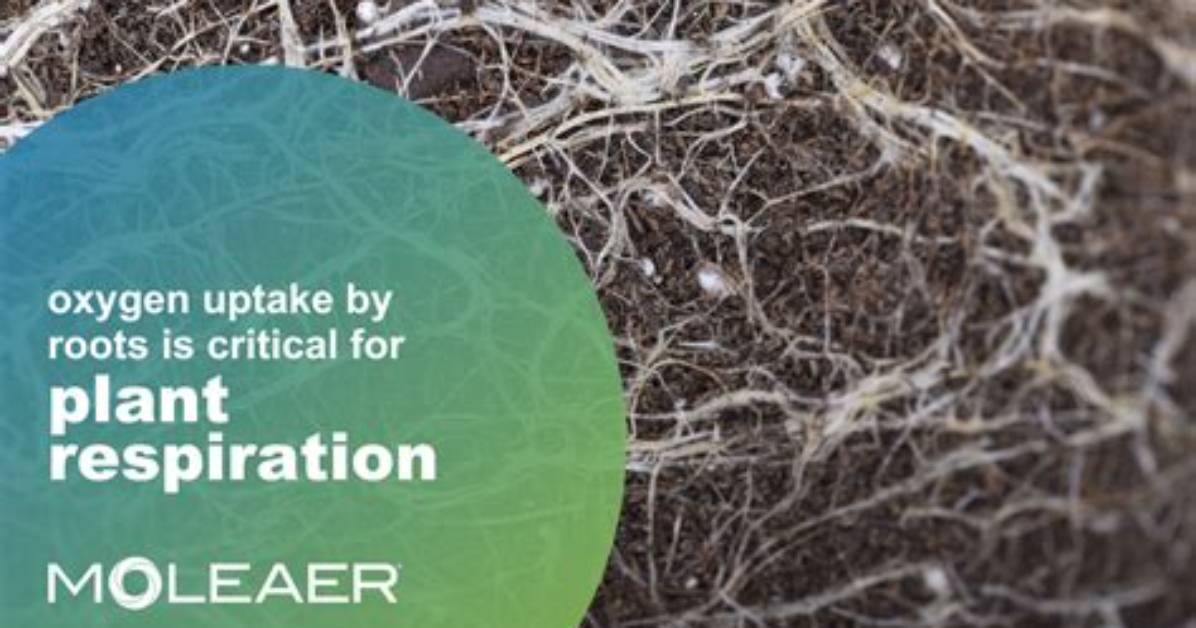 Do Roots Need Oxygen?