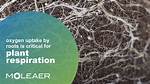 Do Roots Need Oxygen?