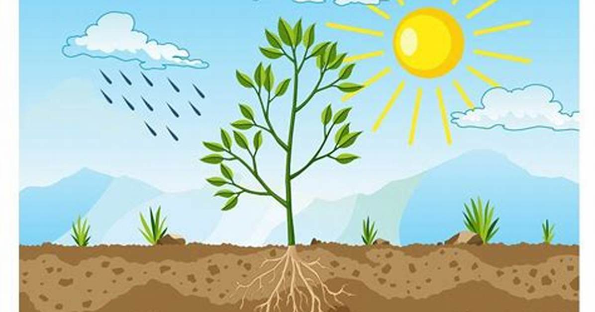 Do Roots Need Sun?