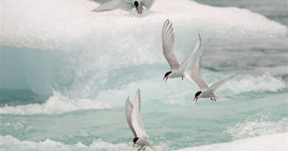 Do Royal Terns Migrate?