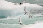 Do Royal Terns Migrate?