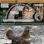 Do Ruffed Grouse Molt?