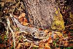 Do Ruffed Grouse Nest?