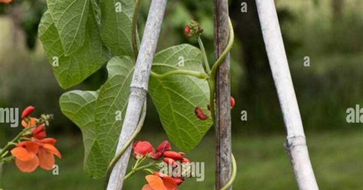 Do Runner Beans Climb Clockwise?