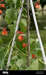 Do Runner Beans Climb Clockwise?