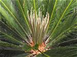 Do Sago Palms Bloom?