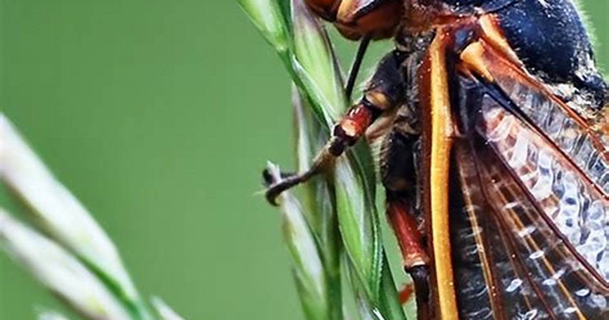 Do Sakata Bugs Bite?