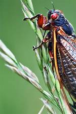 Do Sakata Bugs Bite?