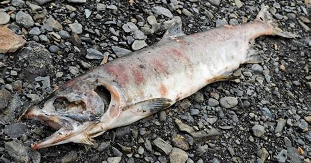 Do Salmon Die After Spawning?
