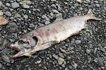 Do Salmon Die After Spawning?