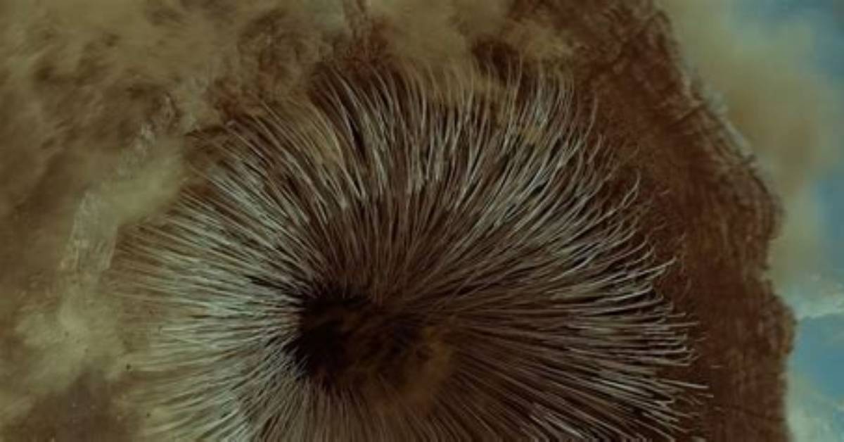 Do Sandworms Have Teeth?