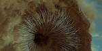 Do Sandworms Have Teeth?