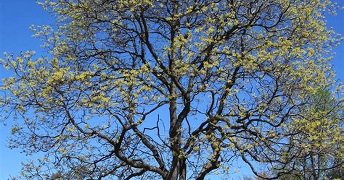 Do Sassafras Trees Bloom