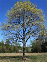 Do Sassafras Trees Bloom