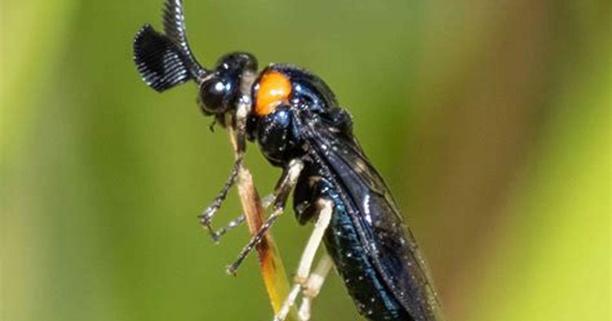 Do Sawflies Bite? | Contextresponse. Com