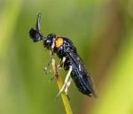 Do Sawflies Bite? | Contextresponse. Com