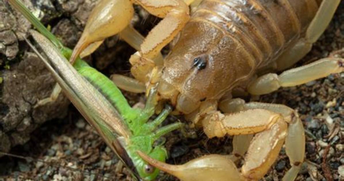 Do Scorpions Like Grass