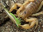 Do Scorpions Like Grass