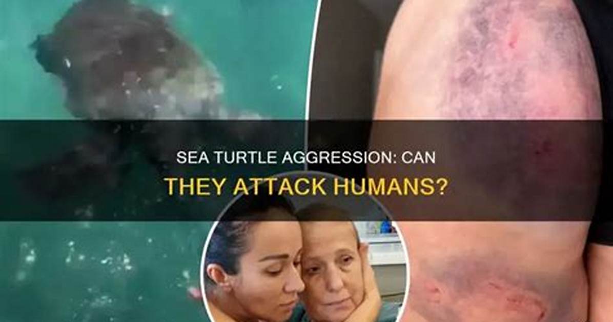 Do Sea Turtles Attack Humans