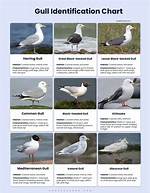 Do Seagulls Get Culled?