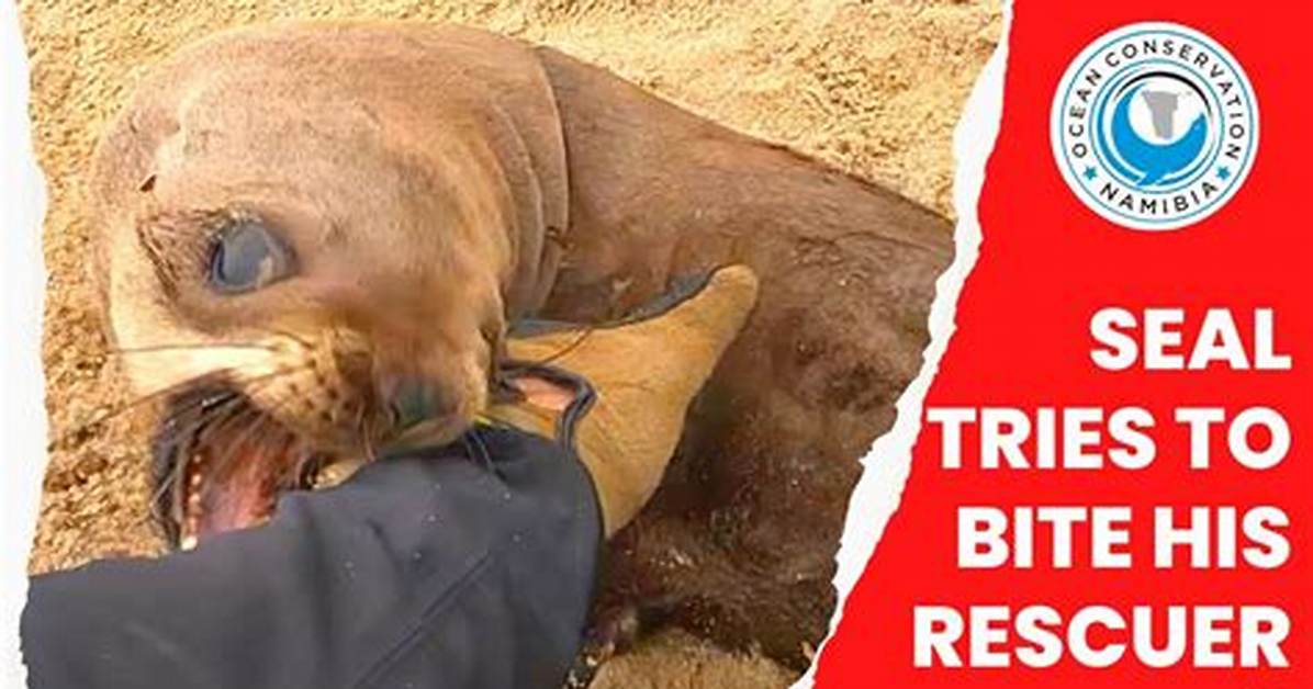 Do Seals Bite Hard?