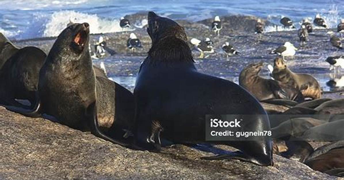Do Seals Fight
