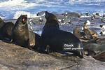 Do Seals Fight