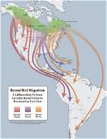 Do Sedge Warblers Migrate?