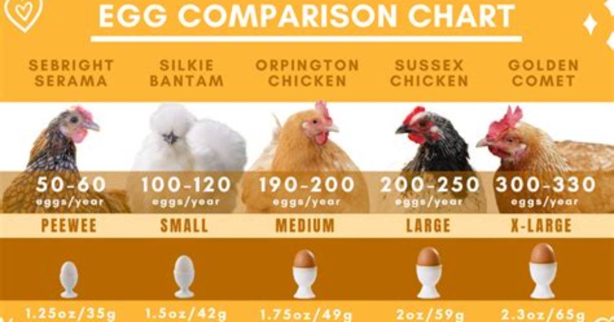 Do Seramas Lay Eggs?