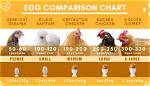Do Seramas Lay Eggs?