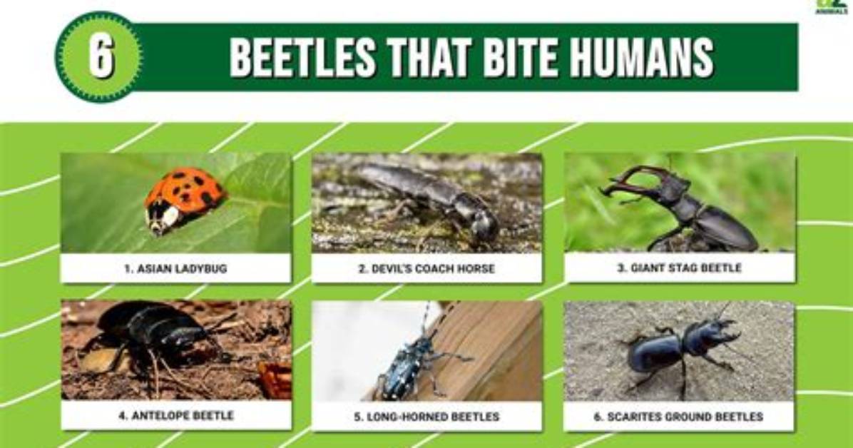 Do Sexton Beetles Bite?