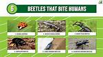 Do Sexton Beetles Bite?