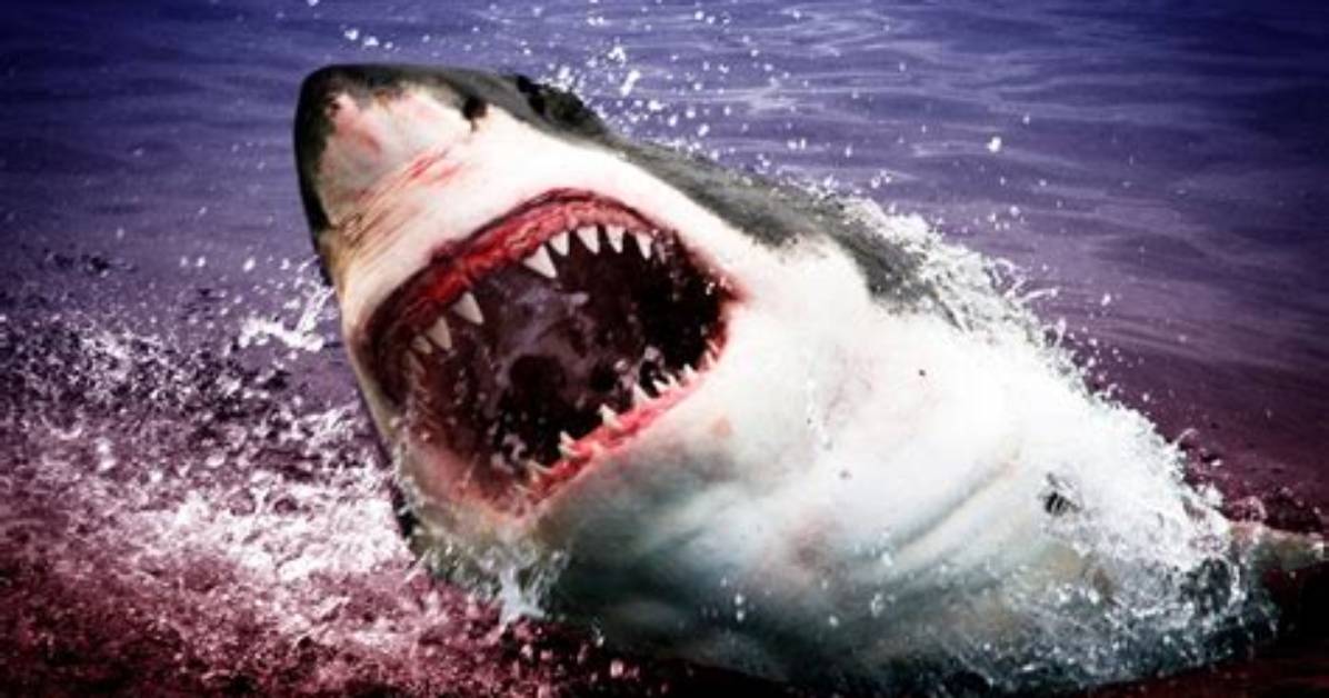 Do Sharks Attack Sups?