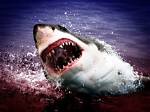 Do Sharks Attack Sups?