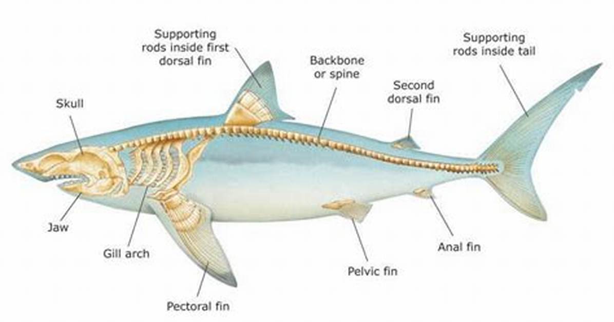 Do Sharks Have Backbones?