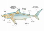 Do Sharks Have Backbones?
