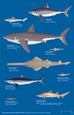 Do Sharks Have Weaknesses?
