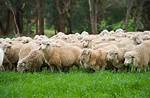 Do Sheep Get Staggers?