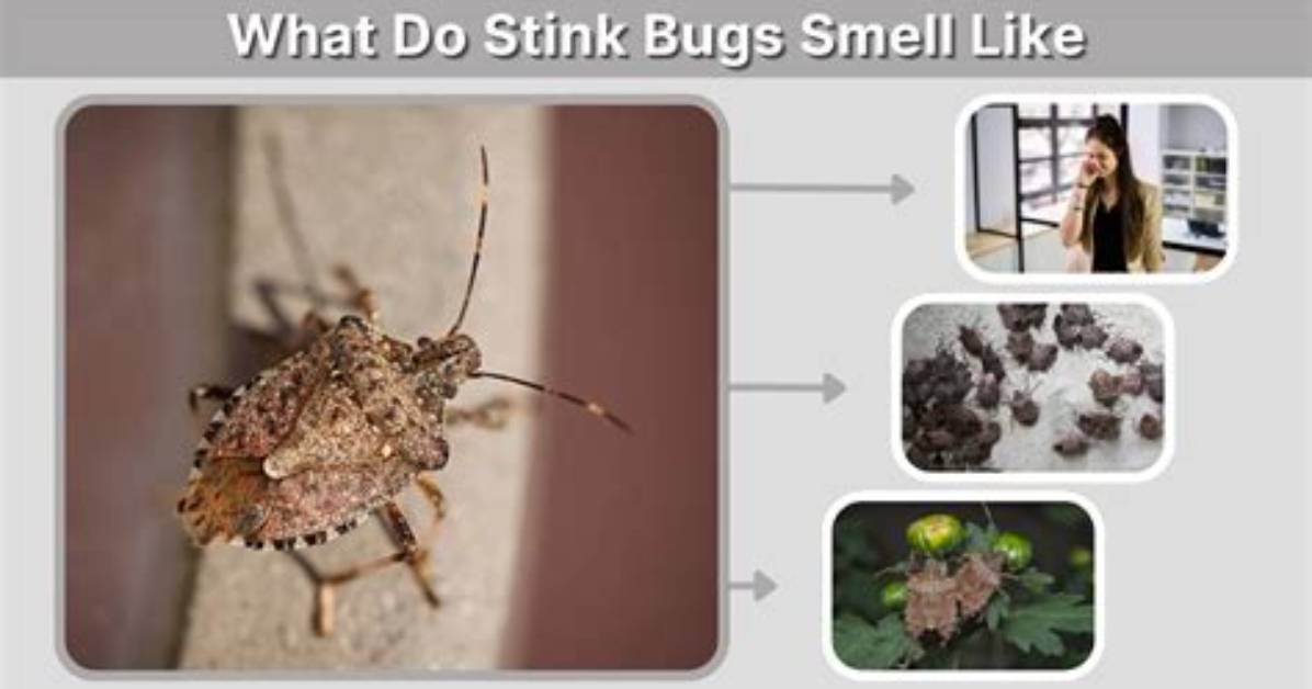 Do Shield Bugs Smell
